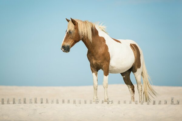 Cavallo macchiato sullo sfondo del deserto