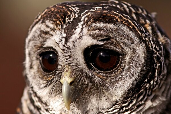 Big sad owl eyes