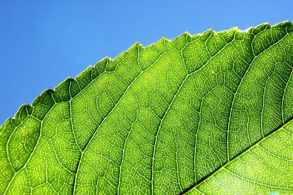 Venas y bordes tallados en una hoja verde