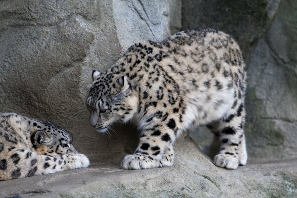 Wild cats are resting on the rocks