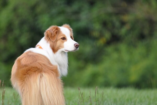 A red-haired dog peering into the distance