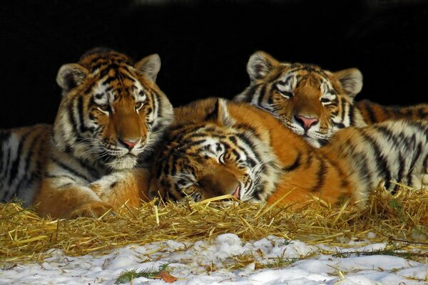 Riposa i cuccioli di tigre sul fieno