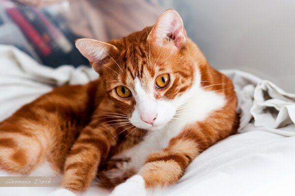 Chat roux caressant dans le lit