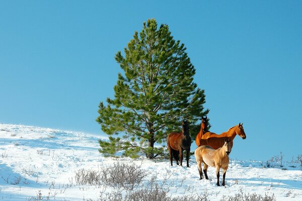 Pferde im Winter in der Nähe von Fichten