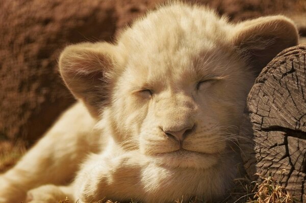 Lionceau dort doucement au soleil