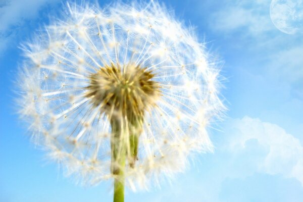 Dandelion on the background of a clear sky