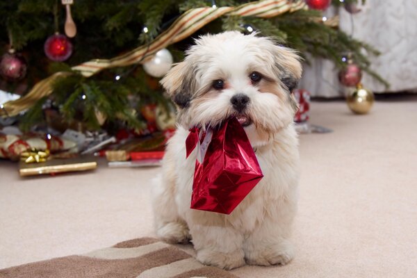 A white little dog carrying a Christmas gift in its teeth