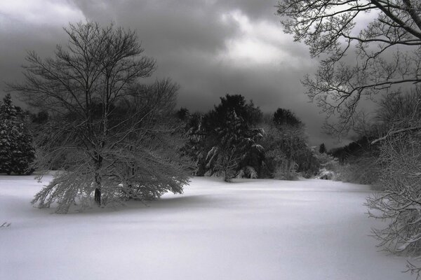 Árboles de invierno en la nieve