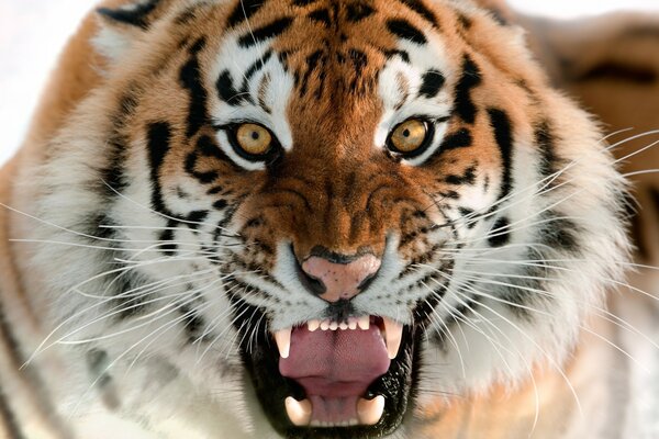 Tête de tigre d amour grognant en plein écran