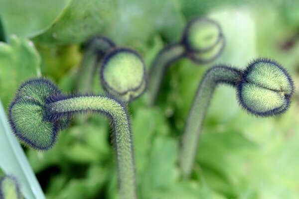 Plantes vertes avec des épines