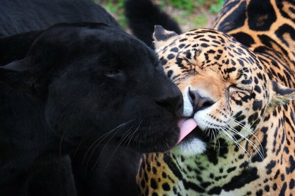 Die Beziehung zwischen dem schwarzen Jaguar und dem Panther