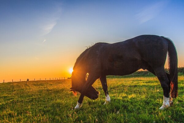 Grasendes Pferd vor dem Hintergrund der untergehenden Sonne