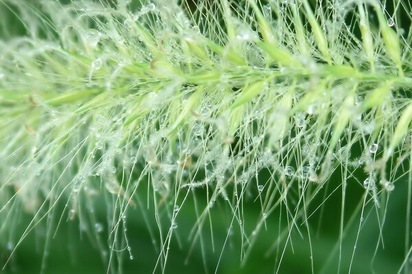 Drops of water on the greenery