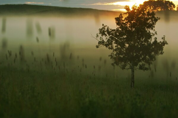 Rasen und Gras im Abendnebel