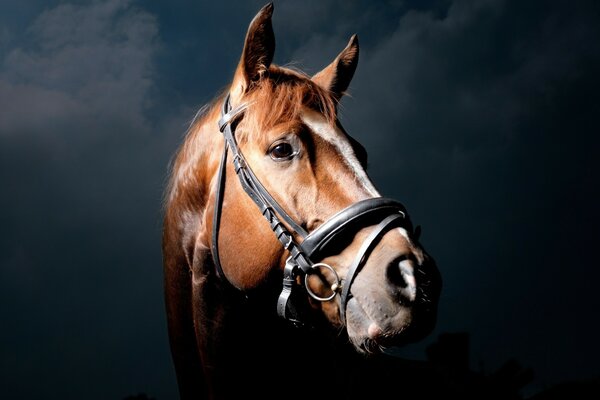 Cheval de chasse sur fond sombre