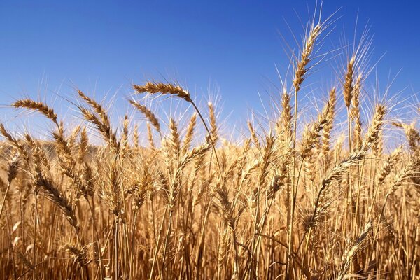 Campo di carta da parati con spighe