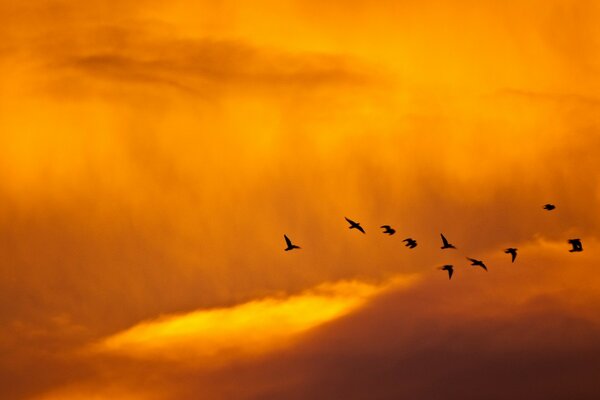 Fond d oiseau dans le ciel minimalisme