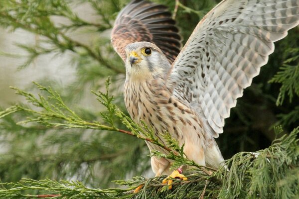 Battre les ailes d un oiseau de proie