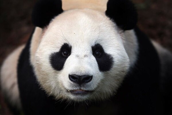 Ein lächelnder Panda mit einem süßen Blick