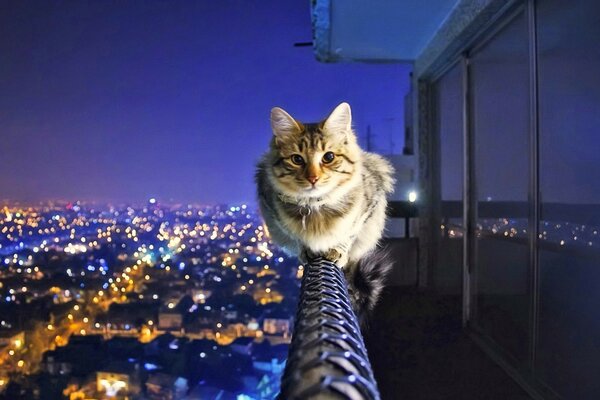 Gato sentado en la barandilla en el fondo de las luces de la noche de la ciudad