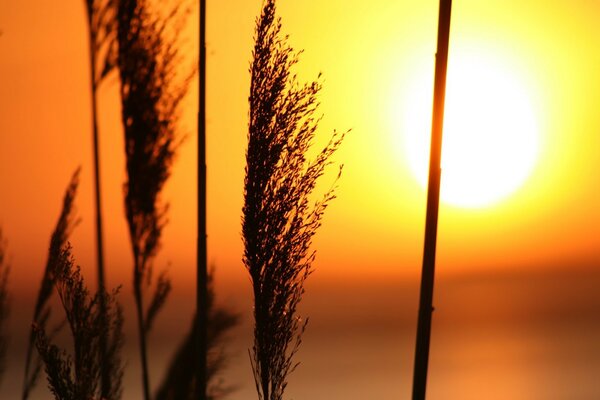 Grass at sunset