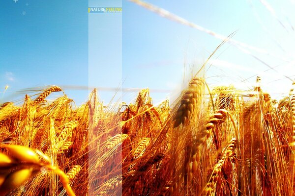 Campo di grano e cielo azzurro