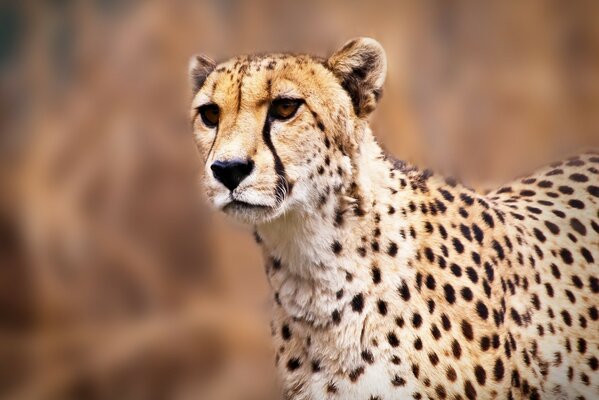 Ein wilder Gepard sucht nach dem Opfer