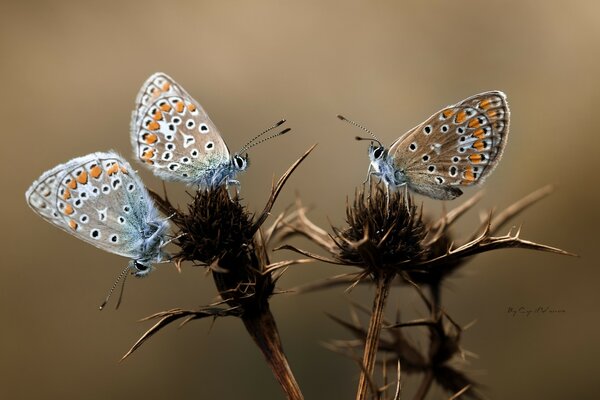 Beautiful wings of delicate butterflies under the microscope