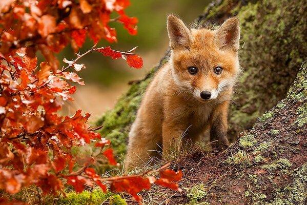 Netter Fuchs inmitten des Herbstwaldes