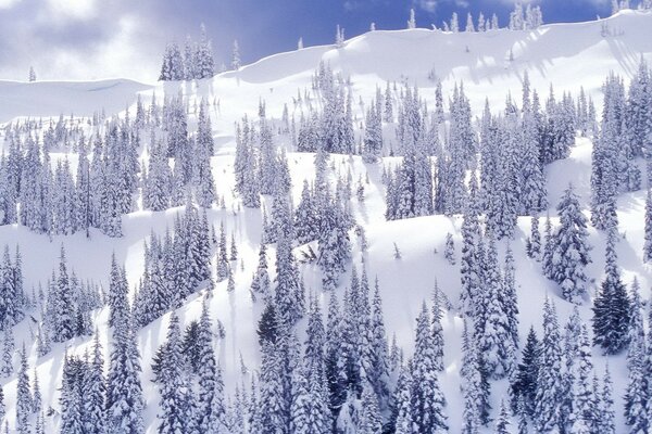 Bäume im Winter auf einem verschneiten Hang