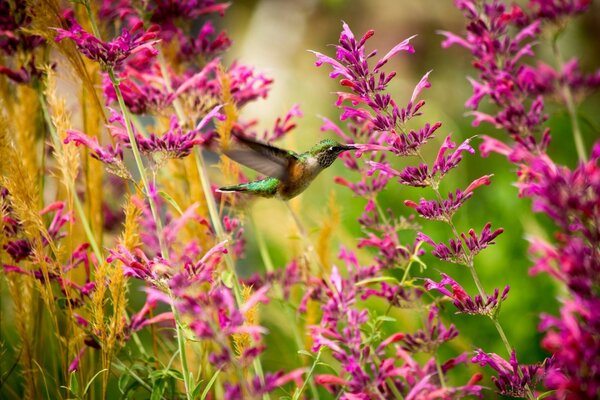 Kaliber bei den Blumen auf der Lichtung