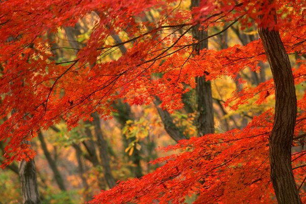 Desktop wallpaper Japanese autumn tree