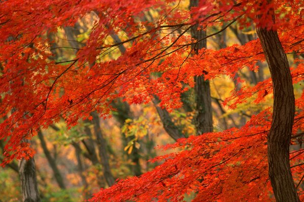 Carta da parati Giapponese dell albero di autunno