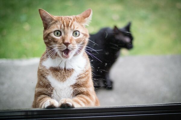 Two cats, red and black, outside the window