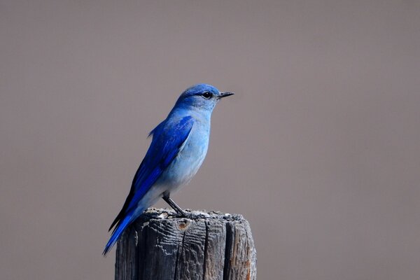 Blauer Vogel auf grauem Stumpf