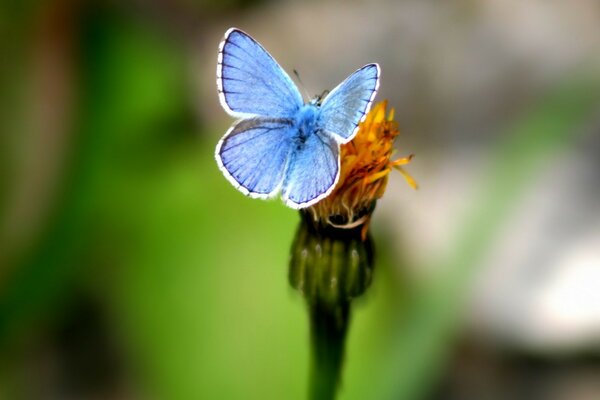 Papillon sur fleur macro shot