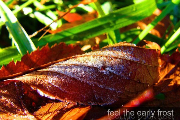 Autumn frosts on fallen leaves