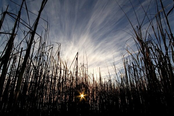 Le soleil qui traverse l herbe