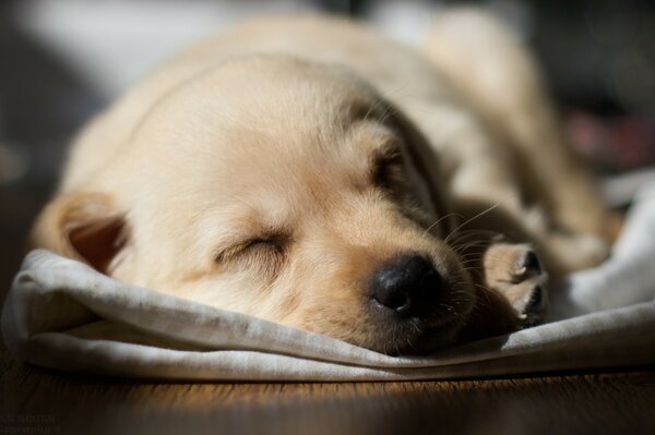 Lindo cachorro durmiendo en una manta