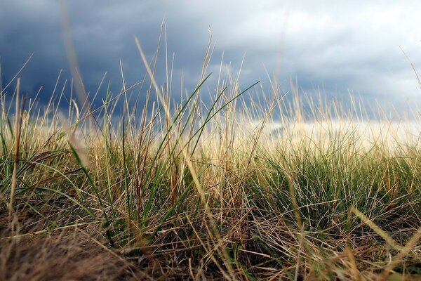 Gras in der Nähe von Himmel im Hintergrund