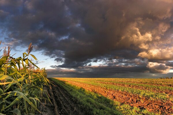 Ciel nuageux sur un champ de maïs