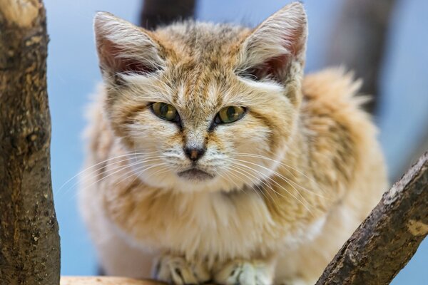 A cat that looks like a sand cat