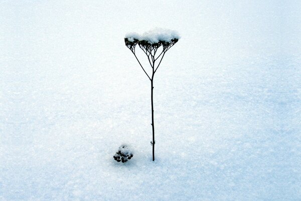 Gambo della pianta nella neve