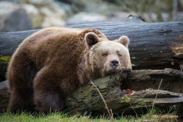 Ours brun se trouve sur une bûche