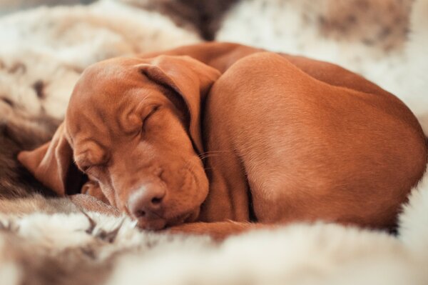 Image of a sleeping dog. Hungarian cop