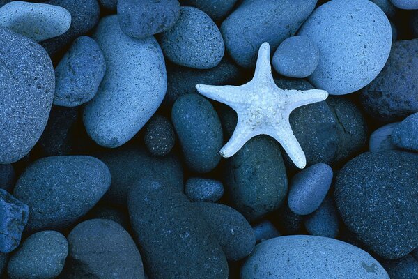 Starfish on the rocks. The atmosphere of the sea