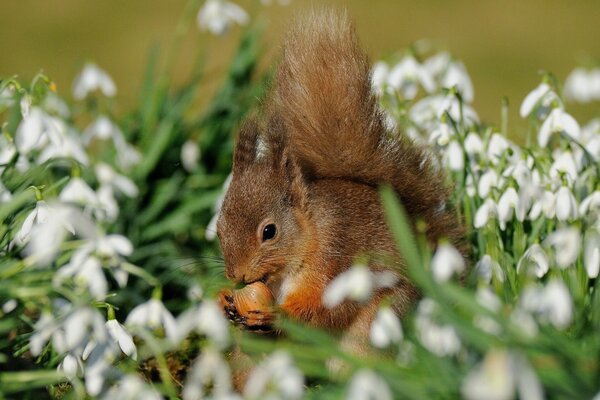 Squirrel eats nuts among snowdrops