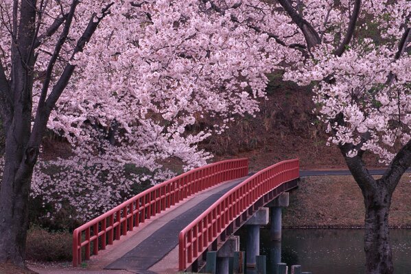 Chinesische Brücke und Sakura Desktop-Hintergrund