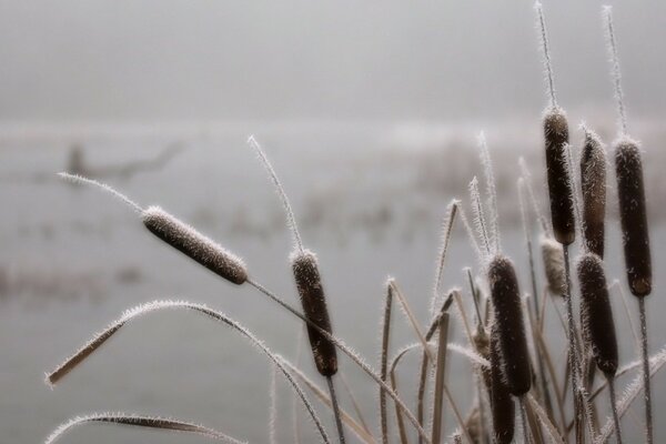 Roseaux recouverts de givre dans le brouillard