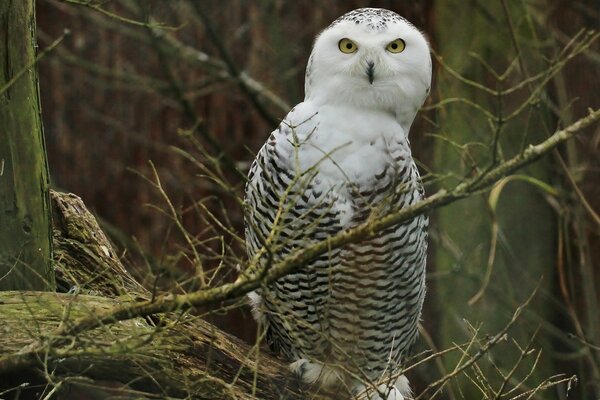 Weiße Eule sitzt auf einem Ast im Wald